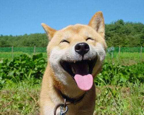 What a beautiful day, and what a happy face this dog has! 