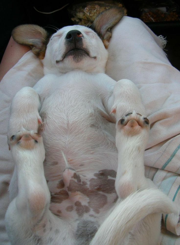 This puppy has his paws on his feet! 