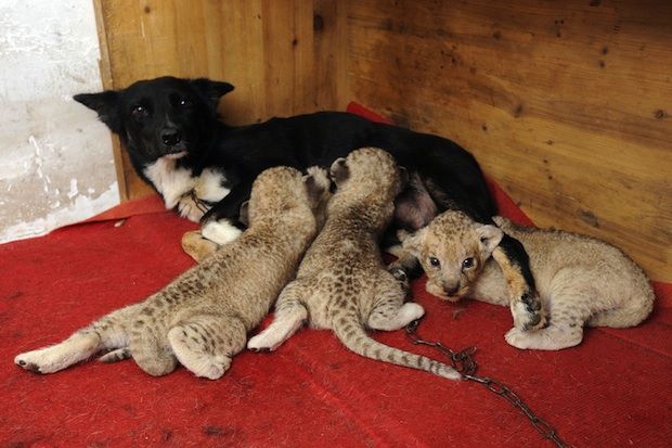 A dog nursing 3 cubs? What an amazing mommy! 