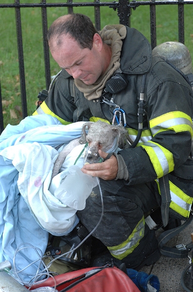 It's okay, doggy. You're safe now. Just breathe. 