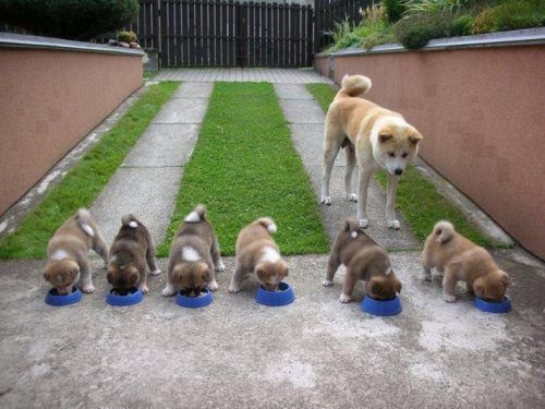 She will put her puppies' needs first before her own