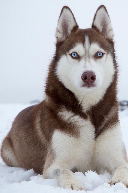 Huskies have such beautiful eyes! 