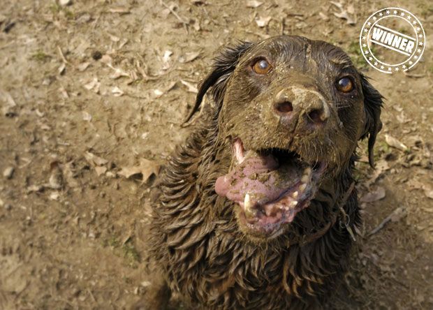 This dog looks so happy! Dirty, but happy!