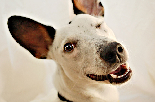 Love that wink!  (photo credits: Brambleberries Photography)
