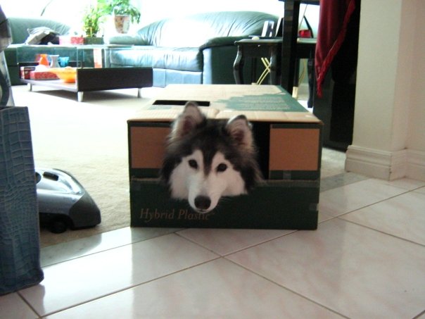 Tally loves boxes like cats do! 