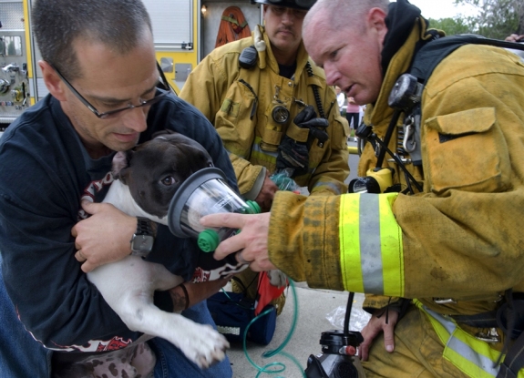 These firemen just rescued this dog and is giving him oxygen. I'm pretty sure the dog  are thankful for these kind heroes! 