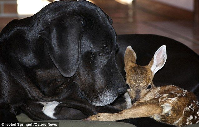 Oh deer! This is just too sweet! 