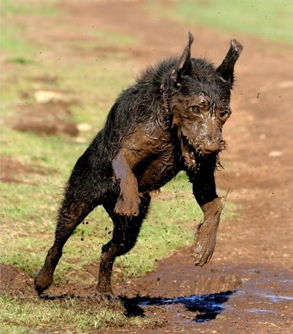 This dog is so dirty and muddy, he almost looks like a werewolf! 