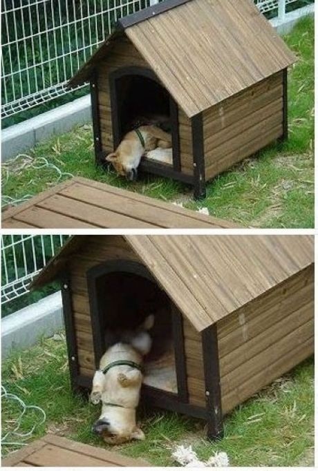 Popping his head out of the dog house. 