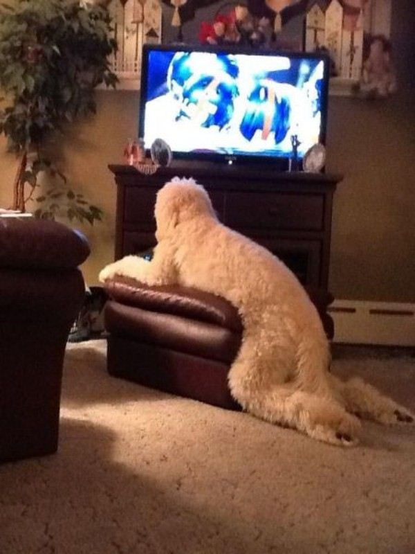 Just watching TV. 