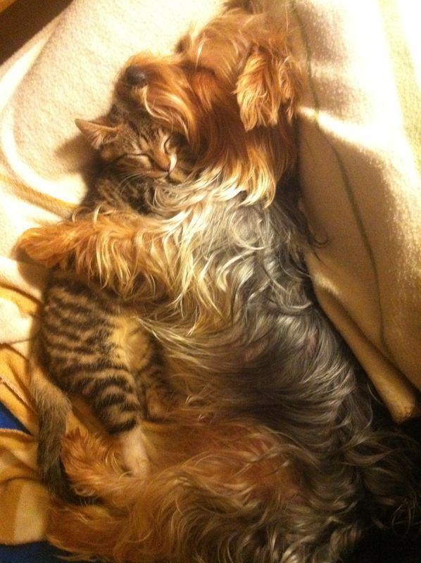 If the kitty is friendly, they can be great cuddle buddies too!