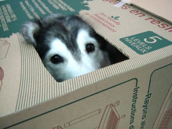 These photos of Tally inside a box are the photos that made her famous! 