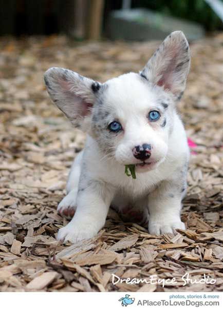 Check out this cute Corgi with stunning blue eyes! 