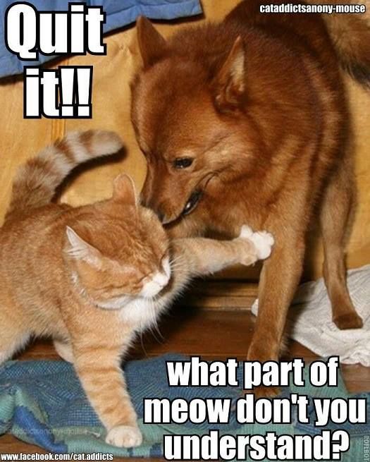 Sorry, this dog doesn't understand what 'Meow'' means. 