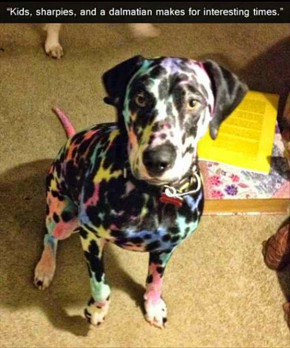 If you leave your kids with color pens and a dog, this can happen!