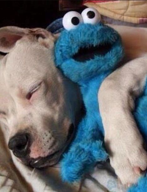 If there's no one else to cuddle with, your favorite toy will do!