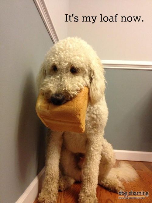 Stole a whole loaf of bread! Maybe this doggy was hungry. 
