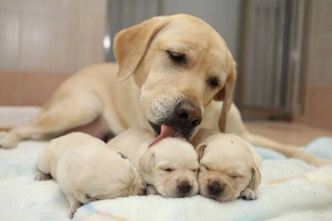 No words needed, a mother's love is clearly visible with the things they do for their pups.