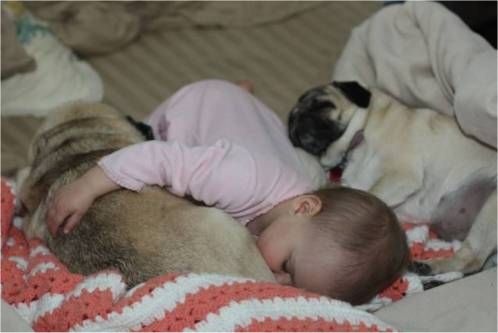 Pug can be big stinkers. I hope he won't fart on the baby's face! LOL! 