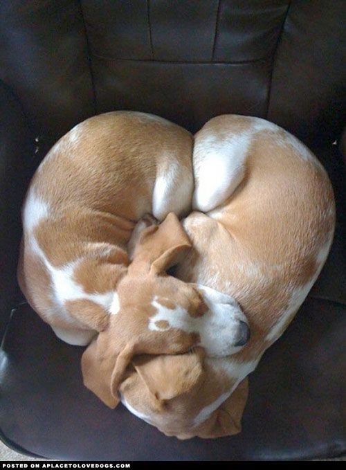 Sometimes there's too much love in cuddles, you even form a heart shape!