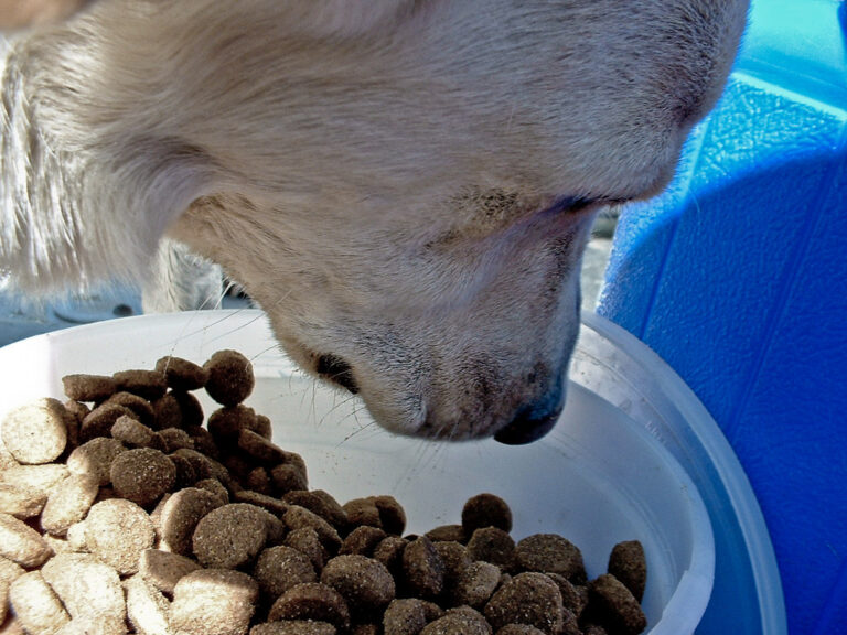 The Top 7 Foods That Make Dogs Gassy