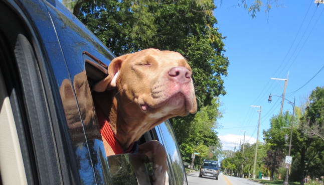 12 Priceless Photos Of Dogs Enjoying Their Ride Home From A Shelter ...