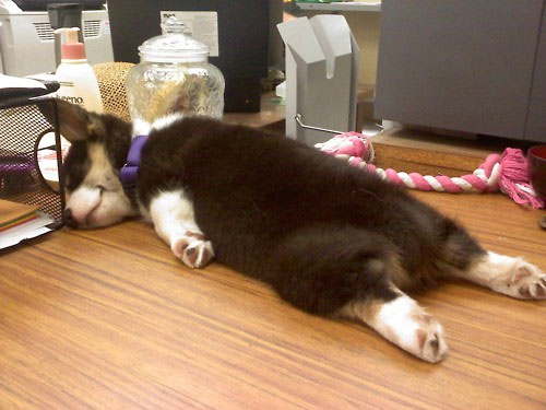 Now that is one tired pup! I wish I could do this on my desk at work, don't you? - Source