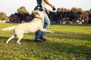 PetWireDaily — So You Need a Dog Trainer? Where to Find and How to Hire Them
