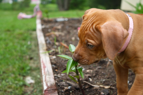 4-natural-dog-anxiety-treatments