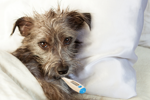 Dog Flu: What is it, and how can it be avoided?