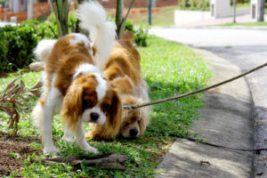 Keeping your dog on leash will help ensure they go in the correct spot.