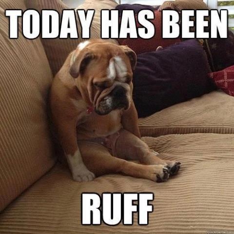Give a hug to this dog who had a ruff day...