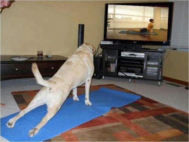 That awkward moment when you walk in and find your dog doing yoga. 