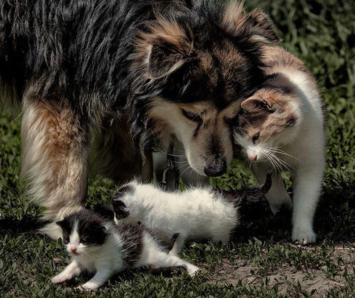 Mama cat is introducing her babies to her new friend!