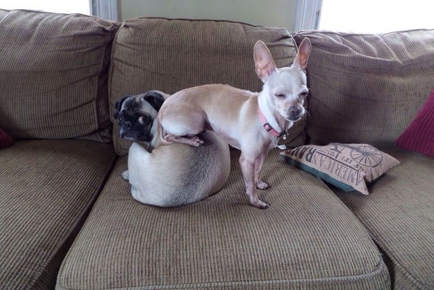 That awkward moment when this dog mistakes the pug for a couch. 