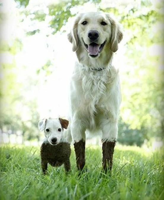 I bet playing in the mud was the little guy's idea! 