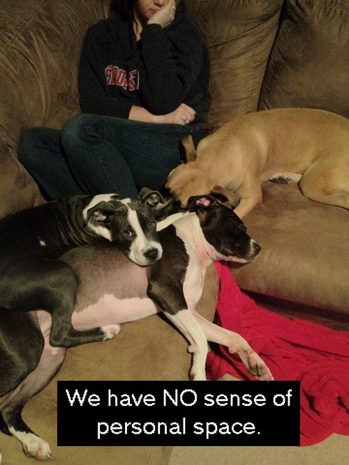 Does your dog know the meaning of personal space? 