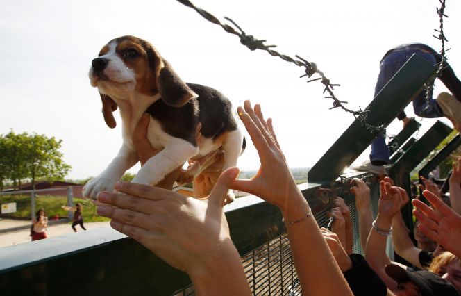 This Beagle is rescued from an animal testing lab in Italy. 