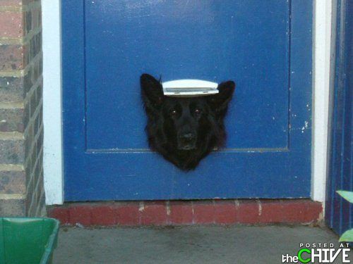 I wanna go out, but I can't fit in this door! 