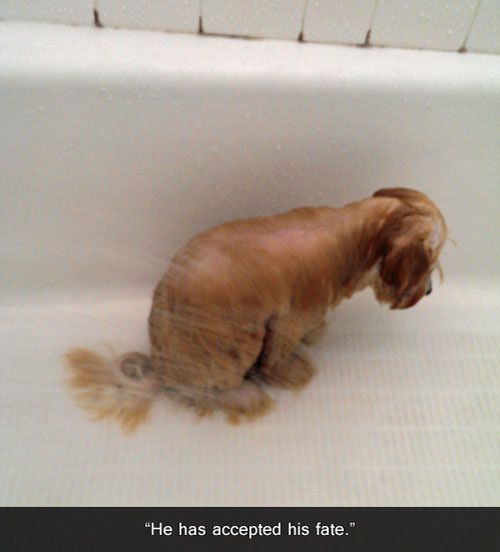 Be sure to shower this doggy with lots of hugs after his bath!