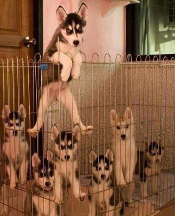 There's a leader in this Husky puppy gang! 