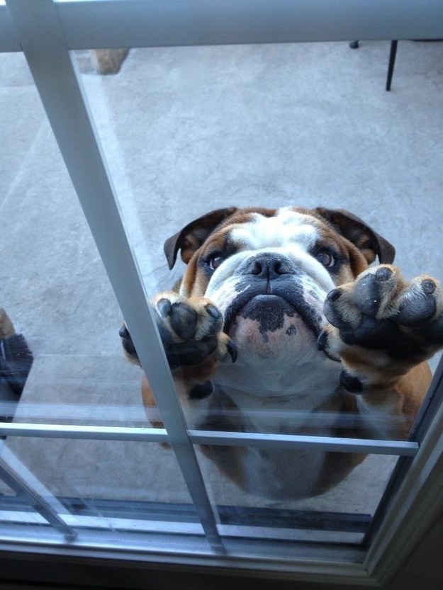 Awwww...somebody please let this cutie in! 