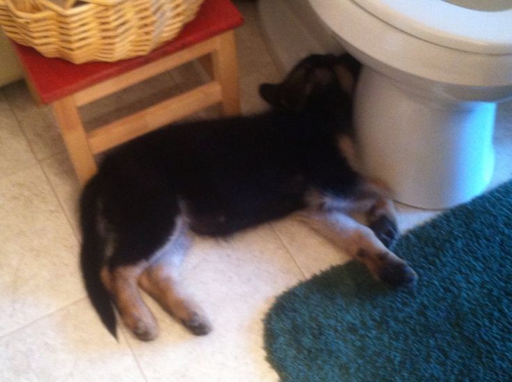 This cutie loves to nap beside the toilet bowl! 