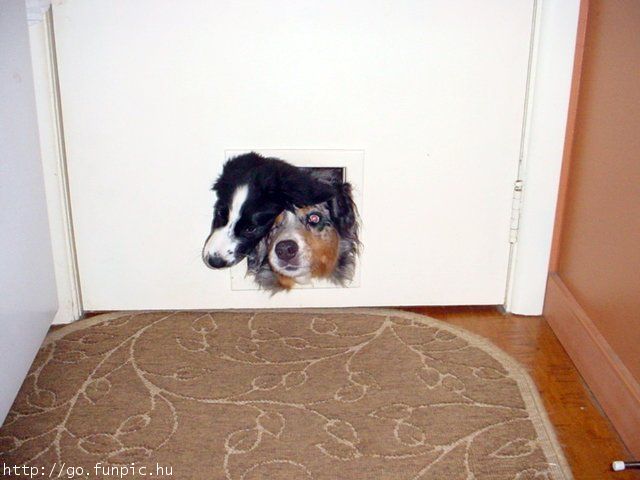 One dog can't even fit that small door! 