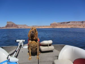 Dogs are welcome on all sorts of watercraft at Lake Powell Source: NPS Photo