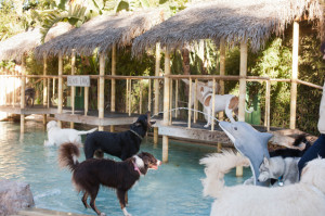 Paradise Ranch Doggy Waterpark is just pawsome!