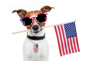 When dressing the pup for the 4th, make sure he has his collar and ID tags on!