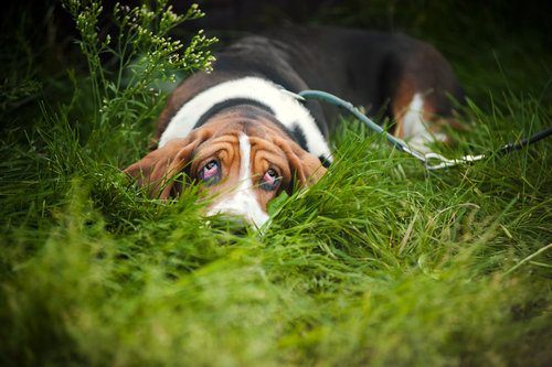 The 10 Best Breeds for Laid Back People – iHeartDogs.com