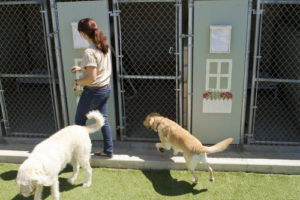 Check out the daycare and see if they have areas like these kennels that may be out of camera view. Then ask yourself why.