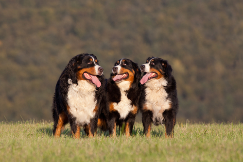 Bernese-Mountain-dog-breeds